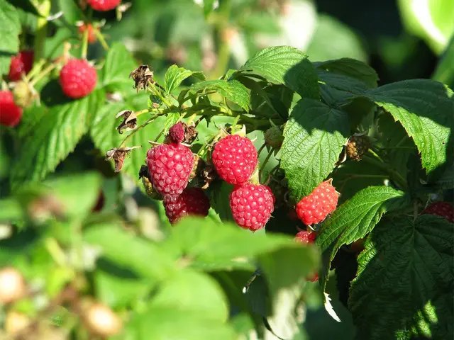саженцы малины, купить саженцы малины