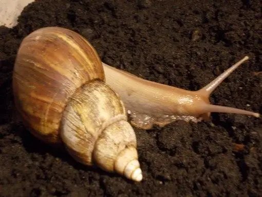 торф для вирощування уиток, торф і субстрат для уиток