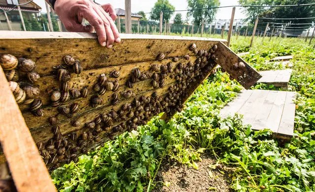 бізнес на вирощуванні равликів на Волині