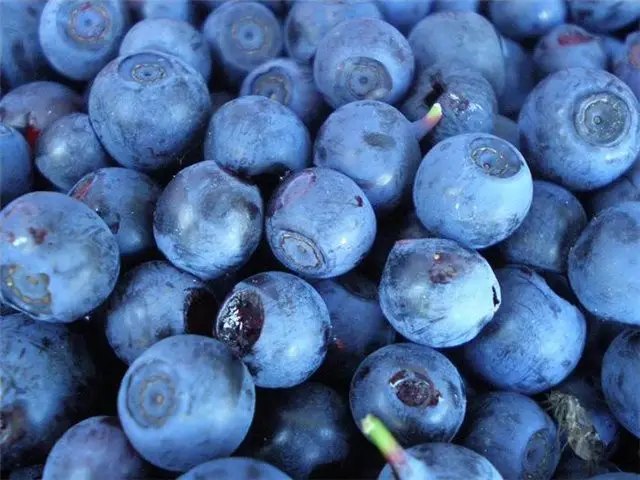 користь ягід лохини