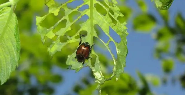 Способы и формы применения препаратов Инсектициды Способы и формы применения препаратов Инсектициды