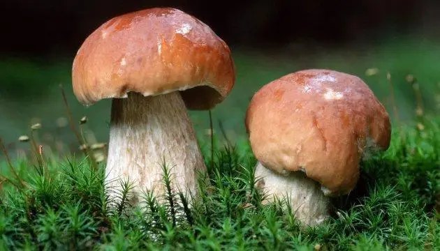 Основні види міцелію грибів