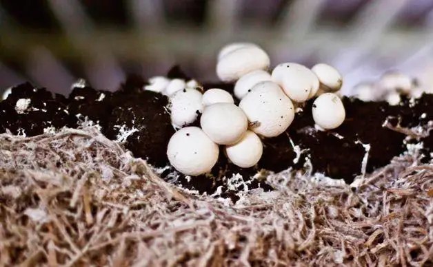 Грибний субстрат для вирощування в домашніх умов