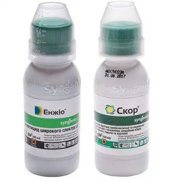 Чем можно обработать растения ранней весной и защитить свой урожай Чем можно обработать растения ранней весной и защитить свой урожай