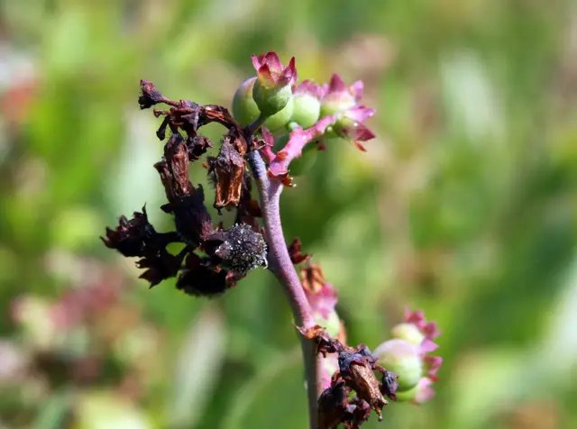 Сіра гниь на лохині. Як виглядає сіра гниль на лохині
