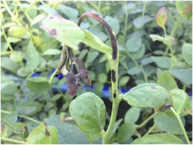 Антракноз лохини. Як виглядає захворювання кущів лохини та спобоби боротьби