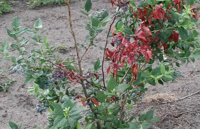 Чоран плямистість (антракноз) на лохині. Засихають кущі лохини Чоран плямистість (антракноз) на лохині. Засихають кущі лохини