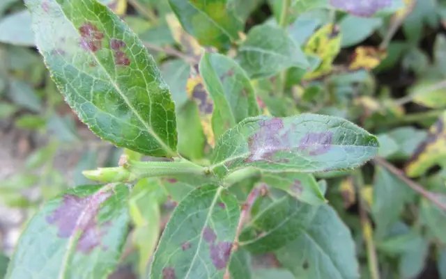 Захворювання борошниста роса на лохині як виглядає Захворювання борошниста роса на лохині як виглядає