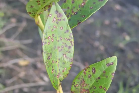Біла плямистість листя лохини Біла плямистість листя лохини