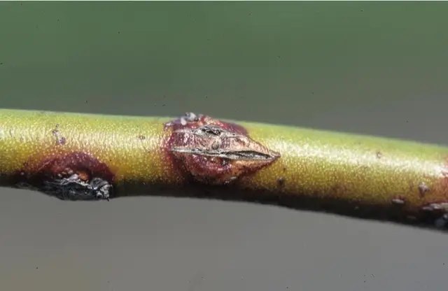 Рак стебла на лохині. Як виглядає рак стебла на лохині