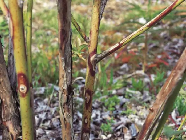 Рак стебла, викликаний Godronia Рак стебла, викликаний Godronia