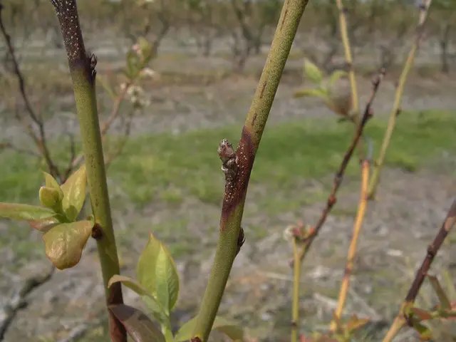 Рак стебла, викликаний Godronia Рак стебла, викликаний Godronia
