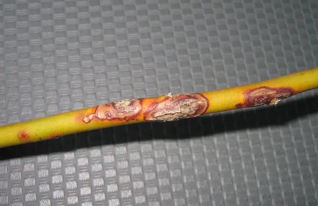 Цитоспороз лохини