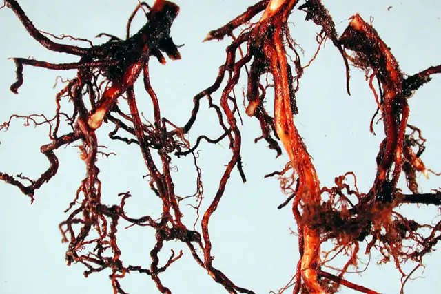 Фітофторна гниль коренів лохини