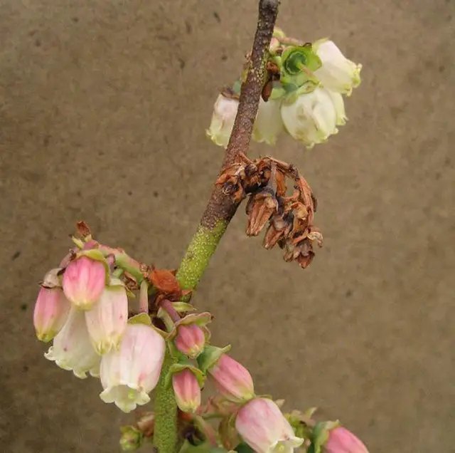Бактеріальний опік на пагонах та листочках лохини