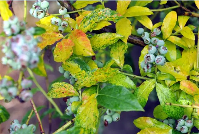 Червона плямистість листочків лохини