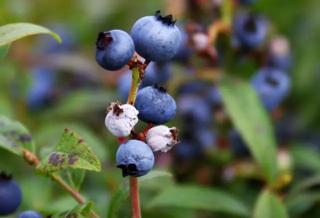 як виглядає захворювання моноліоз на саджанцях лохини як виглядає захворювання моноліоз на саджанцях лохини