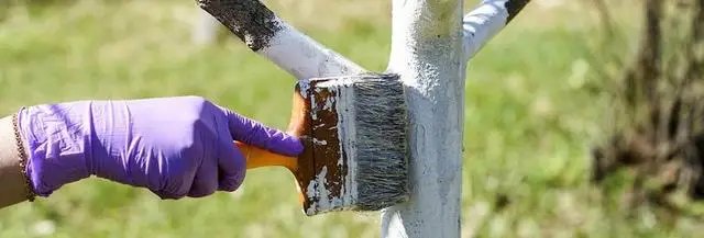 Як захистити дерева від весняних сонячних опіків