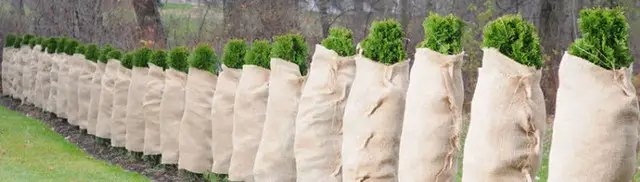 Укриття захист рослин від заморозків