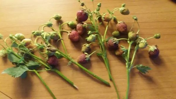 Почему вянет клубника