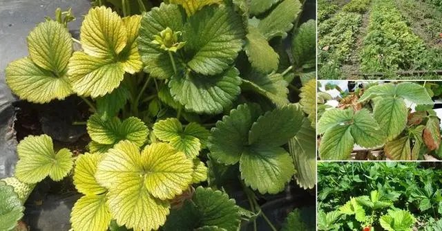 Клубника начинает желтеть