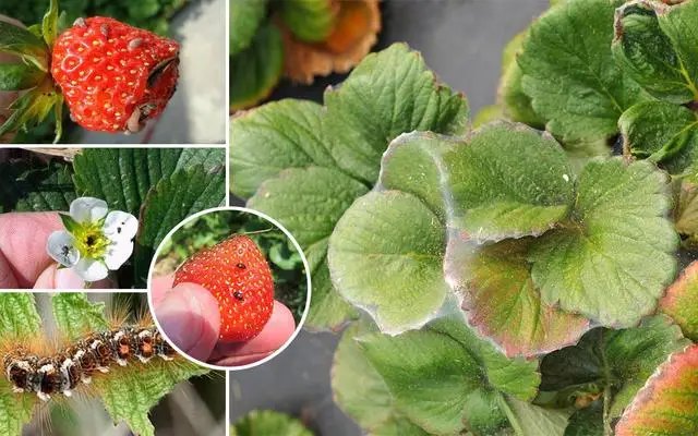 Основные вредители клубники садовой