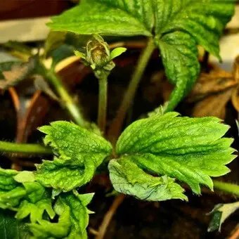 Вредители клубники, клещи на клубнике