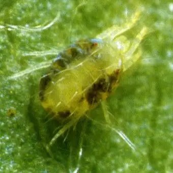 Вредители клубники, клещи на клубнике