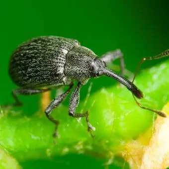 Длгоносик на клубнике, вредители клубники, чем обработать