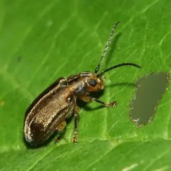 земляники листоед, борьба с вредителями клубники