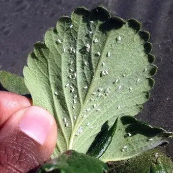 земляники листоед, борьба с вредителями клубники