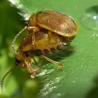 земляники листоед, борьба с вредителями клубники