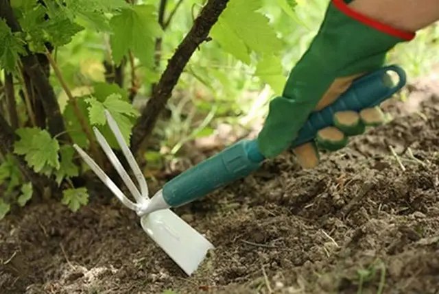 чорна смородина, посадка чорної смородини, вирощування чорної смородини, догляд за кущами смородини інстурукція