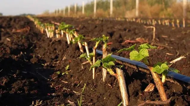 посадка крыжовника, крыжовник, купить крыжовник, посадка крыжовника, заказать саженцы крыжовника, крыжовник оптом, саженцы крыжовника, крыжовник в Украине, купить крыжовник с доставкой в украине, саженцы крыжовника