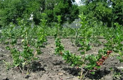 крыжовник, купить крыжовник, посадка крыжовника, заказать саженцы крыжовника, крыжовник оптом, саженцы крыжовника, крыжовник в Украине, купить крыжовник с доставкой в украине, саженцы крыжовника