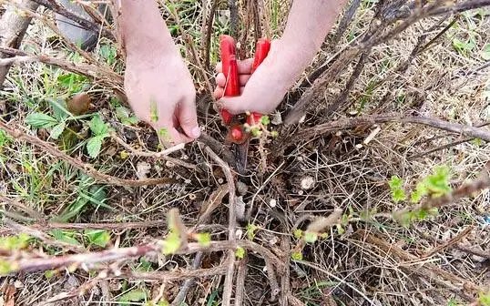 обрезка крыжовника, крыжовник, купить крыжовник, посадка крыжовника, заказать саженцы крыжовника, крыжовник оптом, саженцы крыжовника, крыжовник в Украине, купить крыжовник с доставкой в украине, саженцы крыжовника