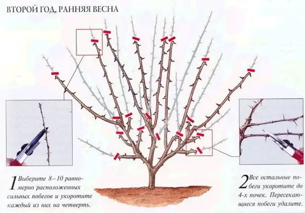 схема обрезки крыжовника, крыжовник, купить крыжовник, посадка крыжовника, заказать саженцы крыжовника, крыжовник оптом, саженцы крыжовника, крыжовник в Украине, купить крыжовник с доставкой в украине, саженцы крыжовника