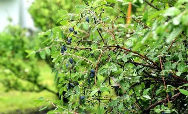 жимолость догляд після збору врожаю влітку