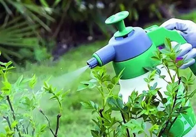 Обробка кущів жимолості від шкідників в період збору врожаю