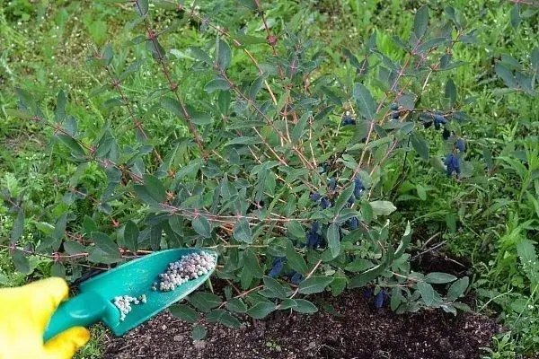 Річна підживлення жимолості влітку