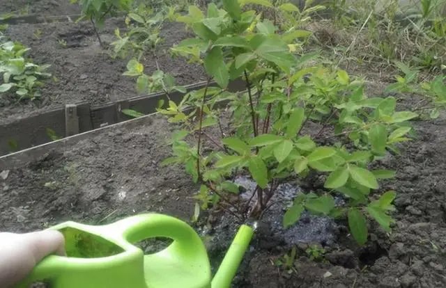 Організація поливу жимолості в саду