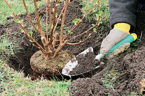 посадка смородини, чорна смородина посадка, купити смородину, порічки в Україні, купити саджанці смородини