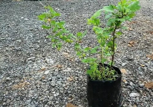 аґрус, посадка агрусу, купити аґрус, саджанці агрусу оптом