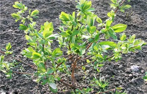 жимолость, посадка жимолості, саджанці жимолості купити, продаж саджанців жимолості