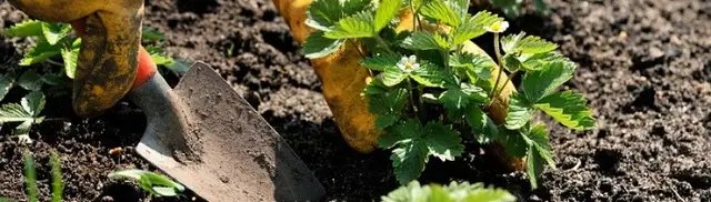 полуниця, купити полуниця купити, розсада полуниці, полуниця оптом