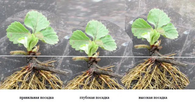 як правильно посадити полуницю, посадка полуниці, полуниця оптом, продам саженці клубніки