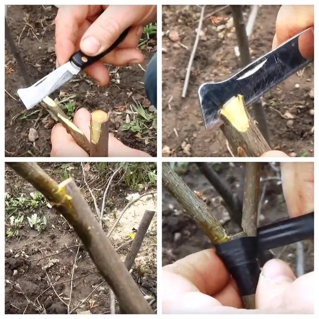 способи щеплення вишні, кращі способи, Способи прищеплення вишні