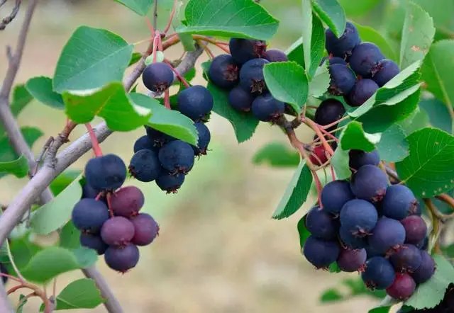 Особливості вирощування її в саду. Опис та фото