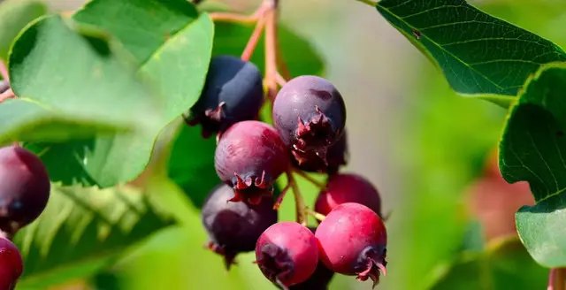 Корисні властивості ягід ірги для людини і здоров'я 