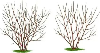 Як правильно робити обрізку кущів ірги